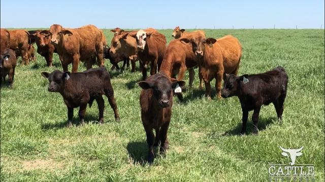 Beefmaster Pairs Beefmaster Cow & Calf Pairs For Sale | Cattle Partners