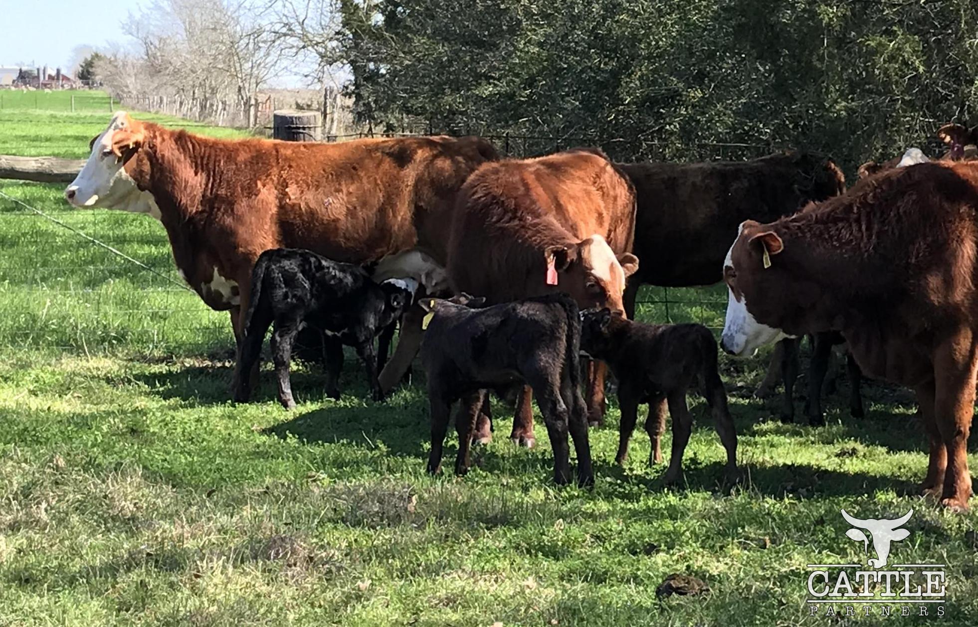 3 4 Hereford 1st Calf Pairs Hereford Cow Calf Pairs For 